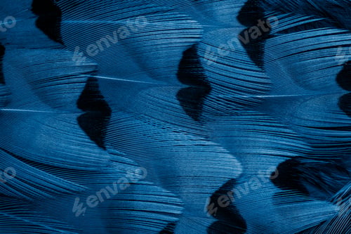 Preview: blue pheasant feathers with dark stripes. background