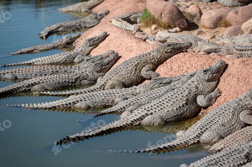 Preview: Multiple crocodiles rest on the sandy bank near calm waters in Morocco's natural habitat.