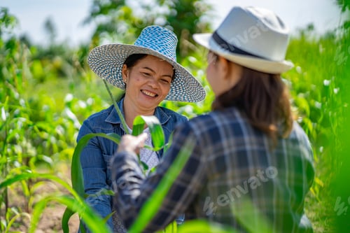 Preview: An Asian female farmer in Thailand collects eggplants grown in the garden for food and for sale.