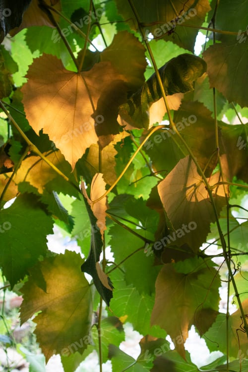 Preview: Photographic presentation of the vine leaf