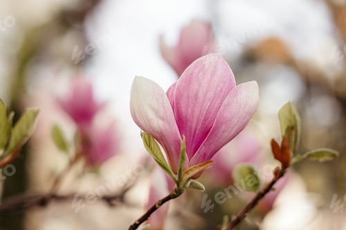Preview: Magnolia flowers at blurred background.