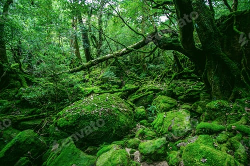 Preview: Mesmerizing green forest full of different kinds of unique plants in Yakushima, Japan