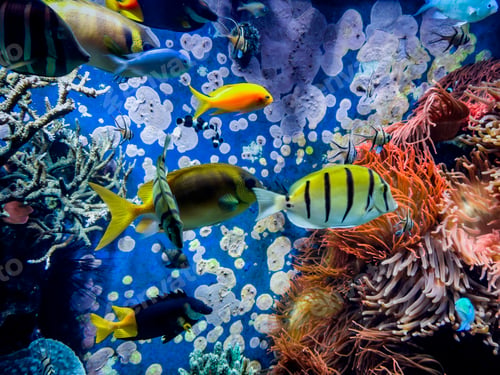 Preview: Underwater scene. Colorful and vibrant aquarium life