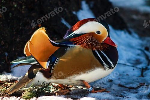 Preview: Mandarin duck, bird , colorful of nature, wildlife, wild, decorative birds.