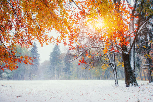 Preview: October mountain beech forest with first winter snow.
