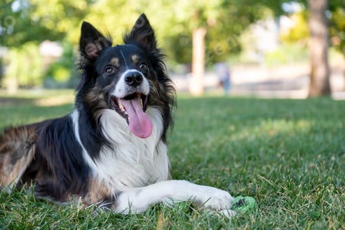 Preview: Border collie dog resting on grass in park