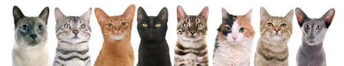 Preview: cats in studio