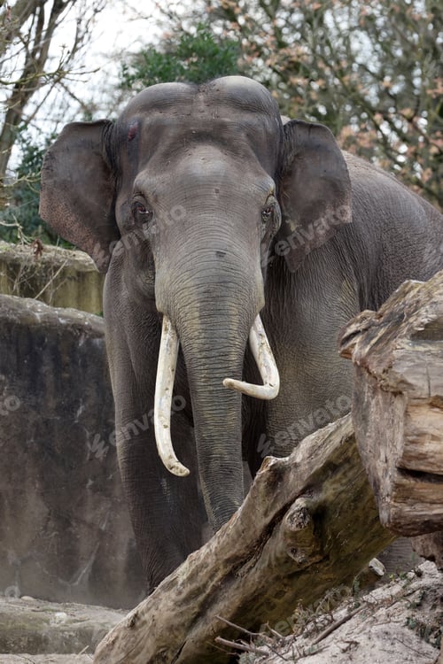 Preview: Indian elephant (Elephas maximus indicus) in the zoo