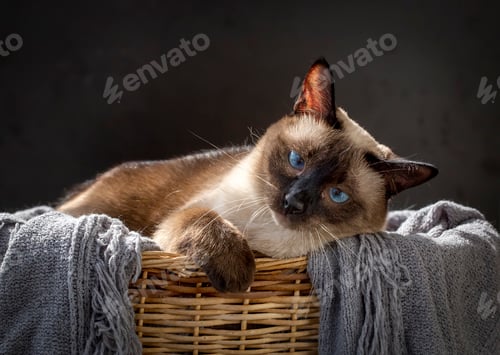Preview: Pet animal, siamese kitten cat