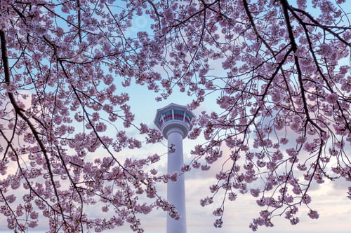 Preview: Cherry blossoms in Busan, South Korea, Busan Tower Nampo dong, Yongdusan Park in Busan, South Korea.