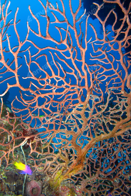 Preview: Sea Fan, Coral reef, Cuba