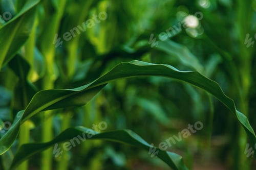Preview: Field corn grows in the field. Selective focus.
