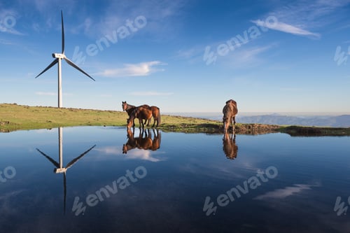 Preview: Three horses drink in a pond