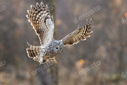 Preview: Ural owl on huntingnnn
