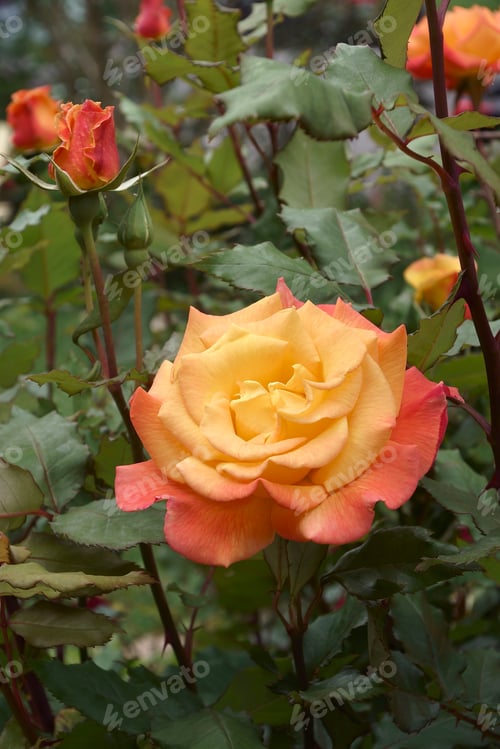 Preview: Close Up Image Of Hybrid Rose Flower (Rosa)