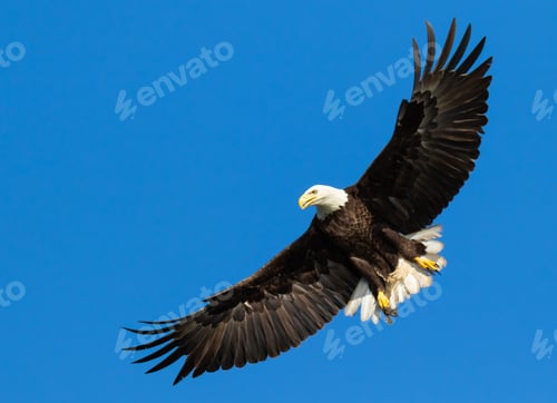 Preview: Low angle shot of a beautiful bald eagle flying in a blue sky over Florida