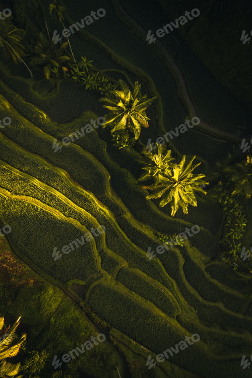 Preview: Aerial drone view of Tegallalang Rice fields terraces in Ubud, Bali, Indonesia