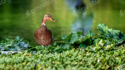 Preview: nature