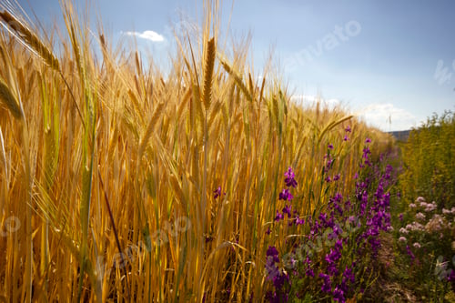 Preview: Wheat Field