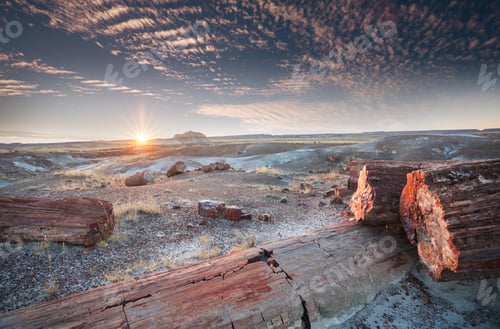 Preview: Petrified forest