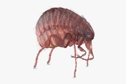 Visualização: Anatomia detalhada da pulga rastejante