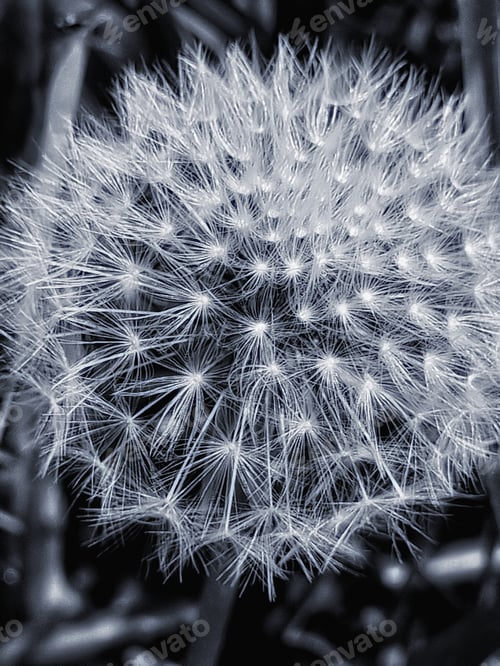 Preview: Macro of dandelion flower