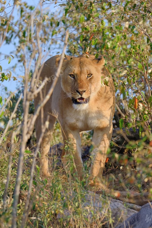 Preview: Lion