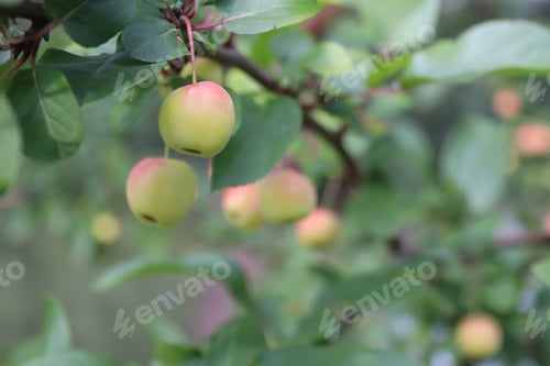 Preview: Young apples on a branch close-up and with a beautiful blur in the background