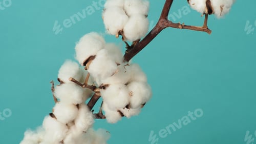 Preview: Cotton branch. Real delicate soft and gentle natural white cotton balls flower