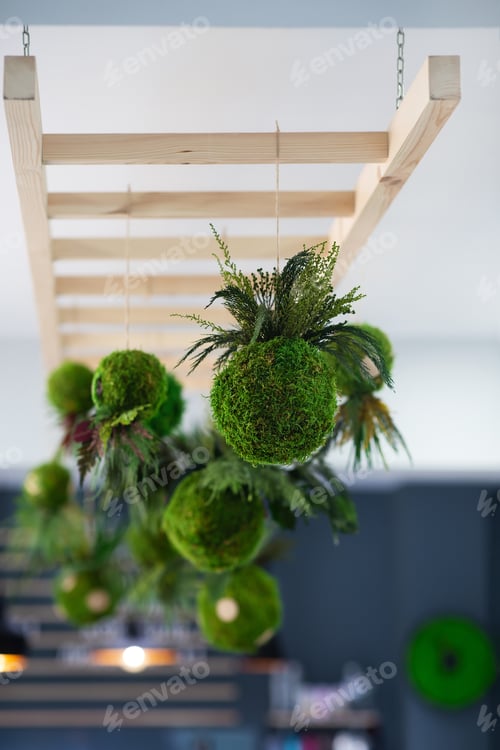 Preview: Hanging Kokedama with fern for decoration indoor