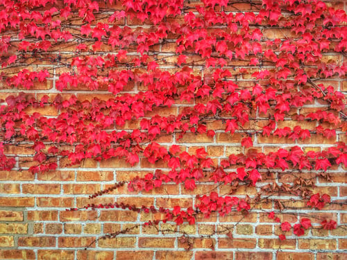 Preview: Red Vines on Brick Wall in the Daytime