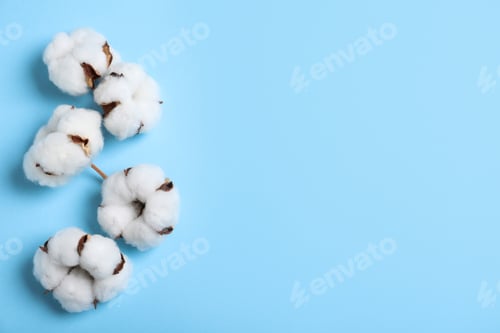 Preview: Cotton flowers on light blue background, top view. Space for text