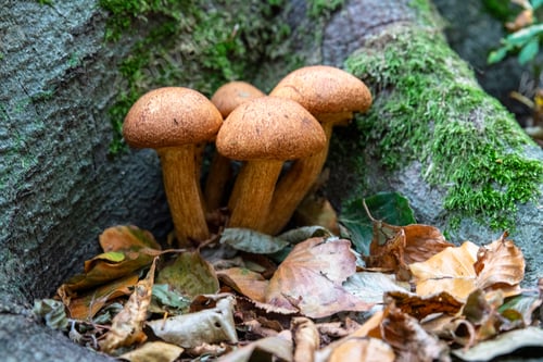 Preview: Mushroom Cluster Emerges From Mossy Forest Floor Among Autumn Leaves and Quiet Shadows