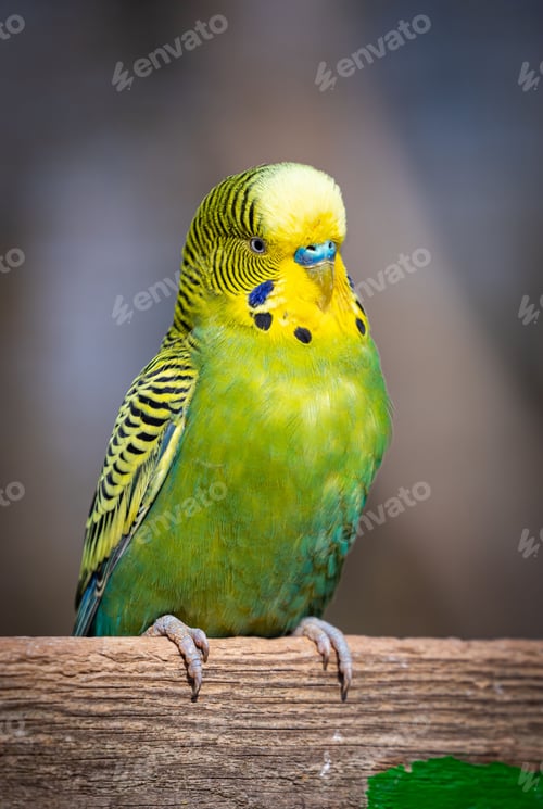 Preview: Vertical shot of a green Budgerigar (Melopsittacus undulatus) parrot