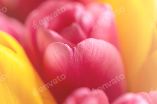 Preview: Yellow and pink tulip buds. Delicate and light petals.