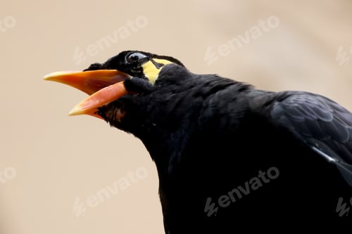 Preview: Close up view of a common hill myna (Gracula religiosa)