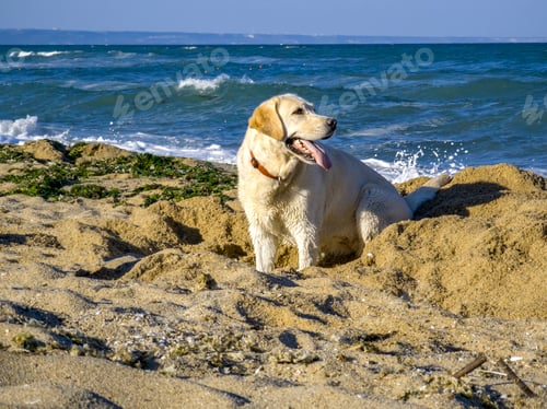 Preview: playing at the beach near the sea.