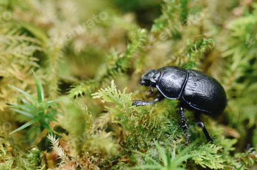 Preview: Closeup macro of a black beetle bug insect in the moss in forest woods