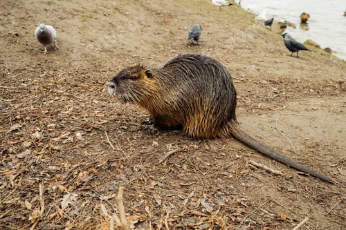 Preview: Nutria on river beach at winter. Myocastor coypus, mouse with big teeth