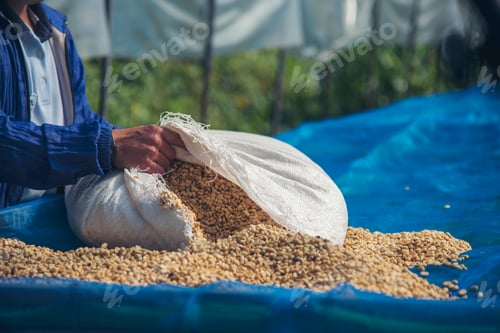 Preview: Close up Hand with Raw coffee beans heap dry green seed. Farmer's hands selected waste bean