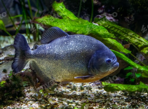 Preview: Closeup of a piraya piranha