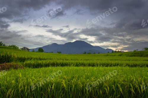 Preview: Beautiful morning view indonesia Panorama Landscape paddy fields with beauty color and sky natural
