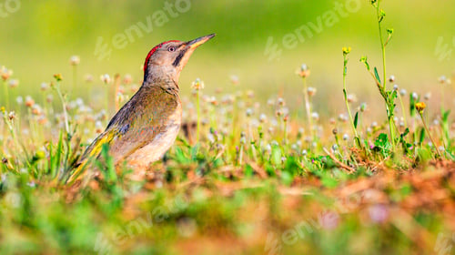 Preview: European Green Woodpecker, Spain