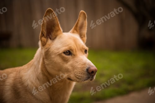 Preview: A pretty dog