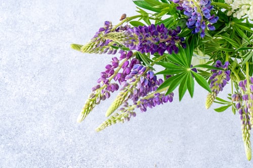 Preview: Lupine flowers. Purple and pink bud.