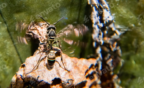 Preview: High-Resolution Macro of Wasp Hovering Near Tree Bark in Natural Habitat