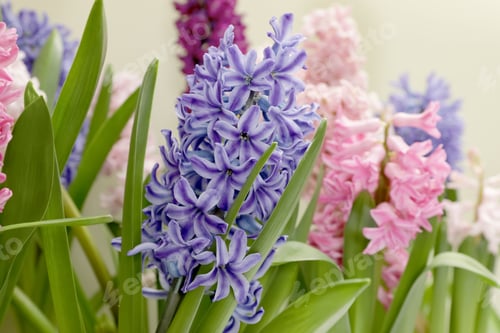 Preview: Beautiful spring hyacinth flowers with green leaves, closeup