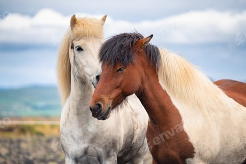 Preview: Horses in Iceland. Wild horses in a group. Horses on the Westfjord in Iceland.