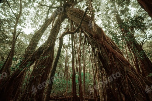 Preview: Big tree
