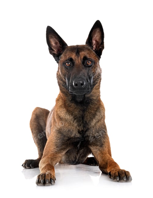 Preview: malinois in studio